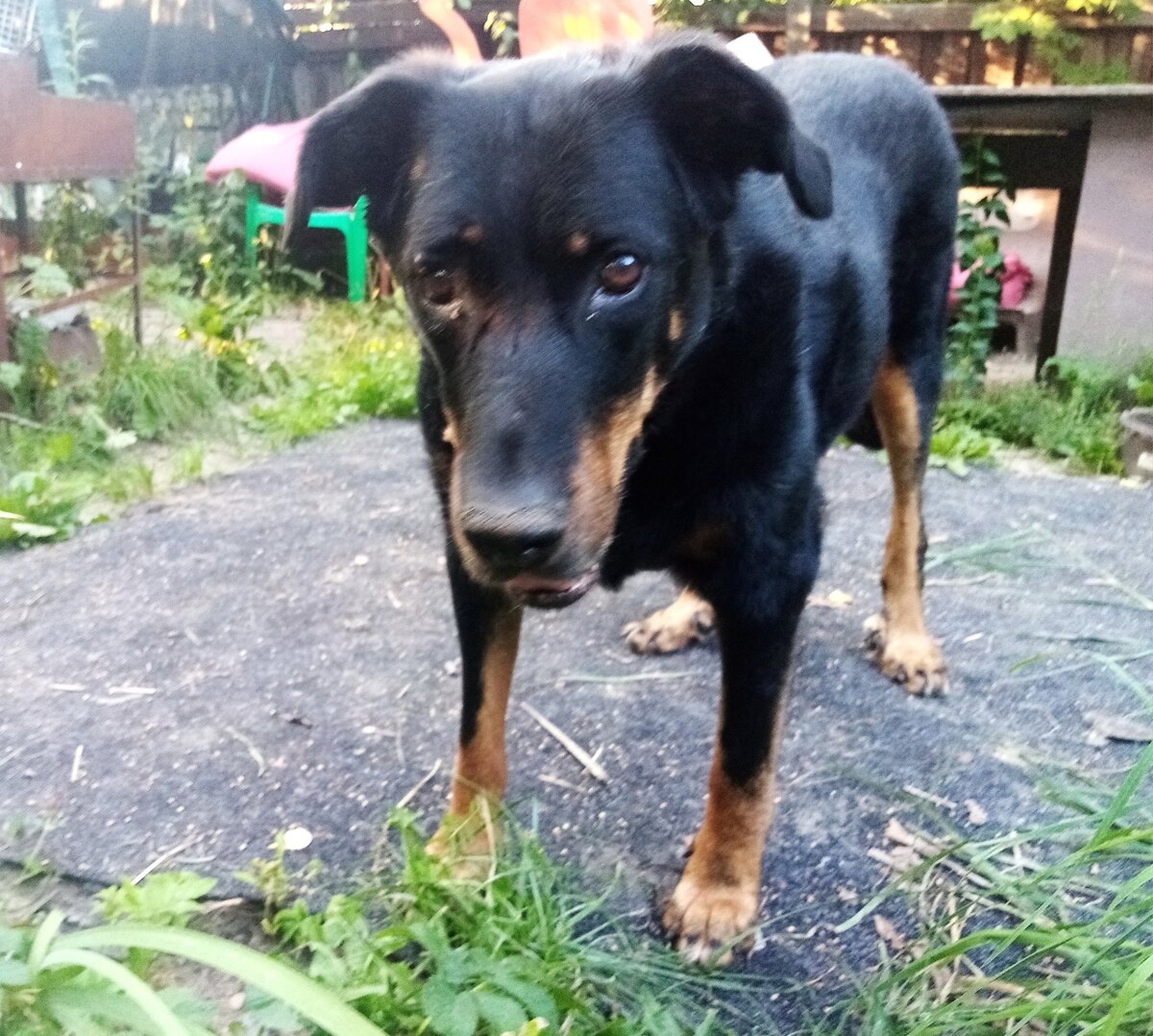 Альфа. Мы встретились, когда ей было уже 9 лет 