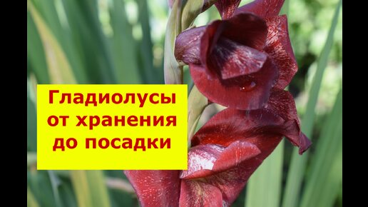 Гладиолусы от хранения луковиц до посадки