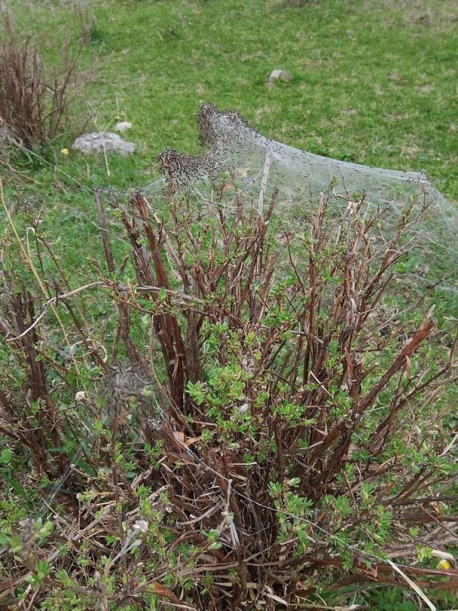    Гусеницы непарного шелкопряда. Источник: asu.ru