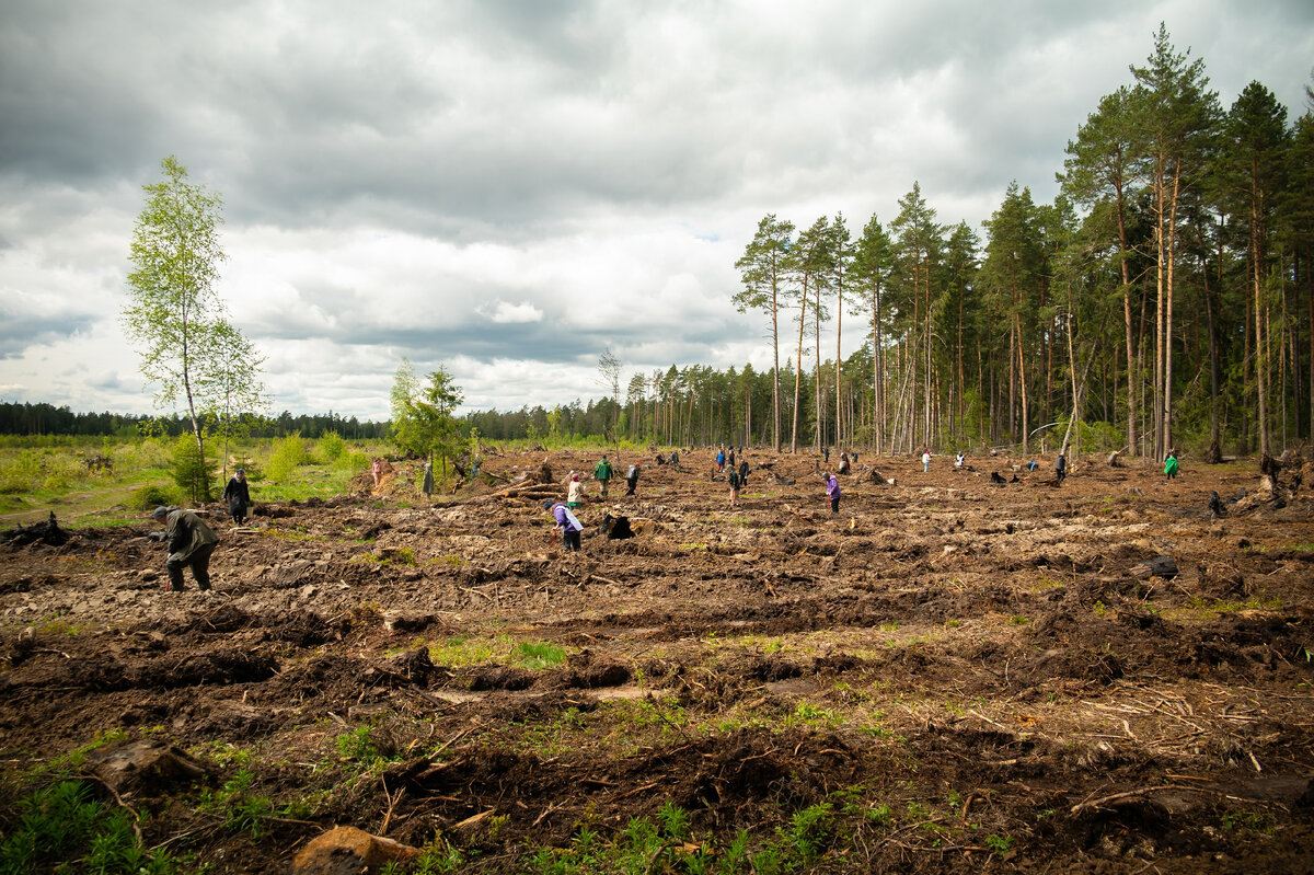 Восстановление леса после жука-короеда