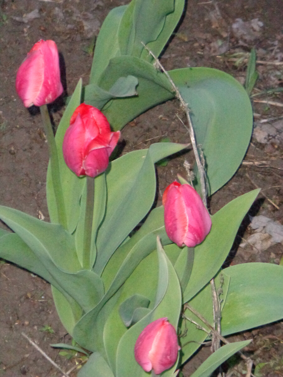 Тюльпаны сорт Парад