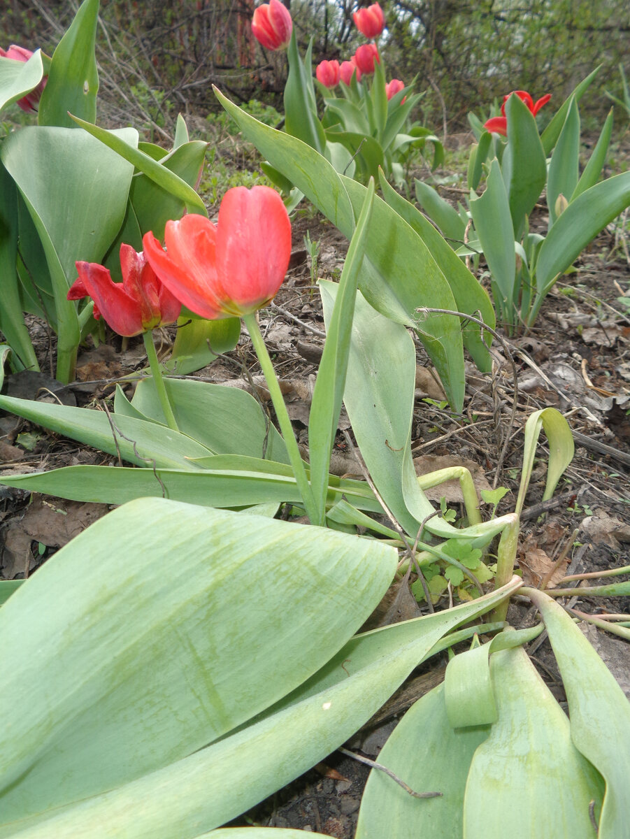 Низкие тюльпаны