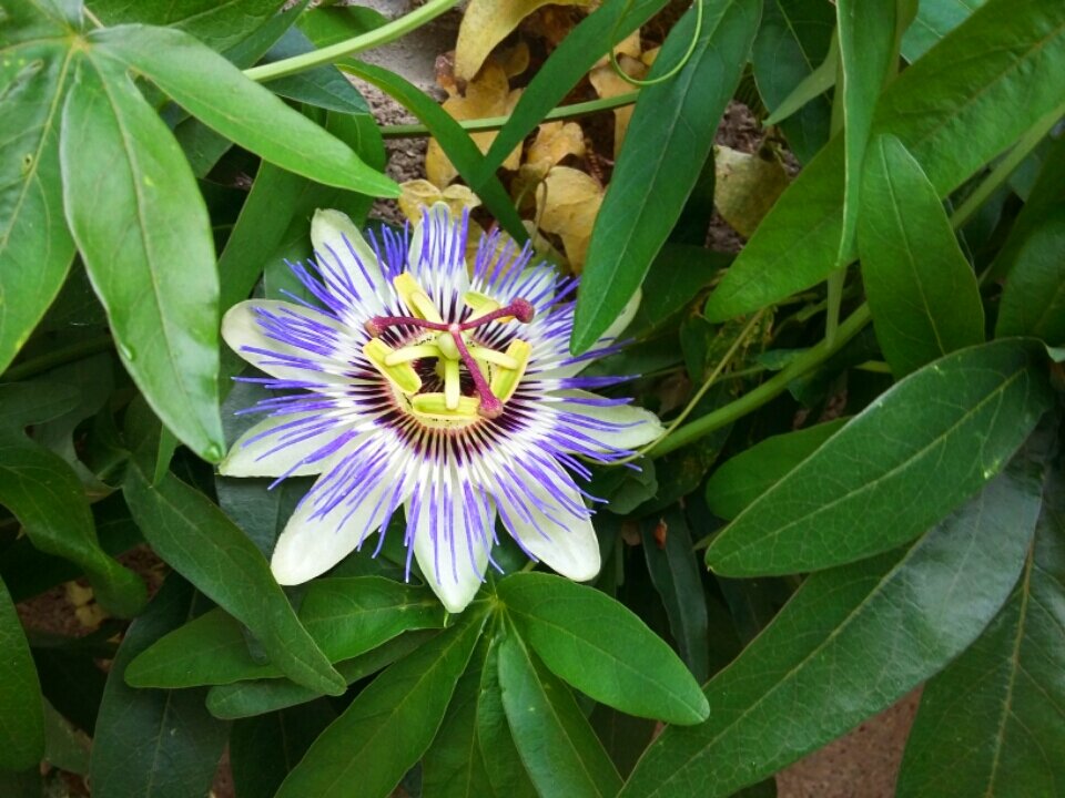 Правда же, красавица?  Очень необычный цветок...