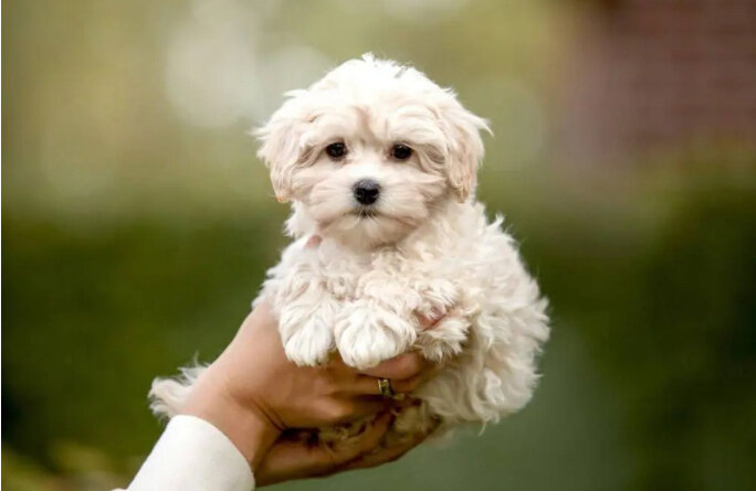 Щенок мальтипу