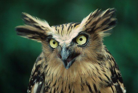    Рыбный филин