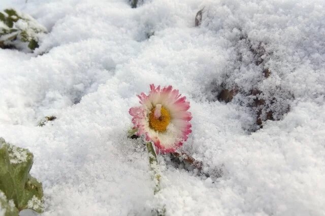    Выживут ли в заморозки посаженные семена редиски, моркови и свеклы?