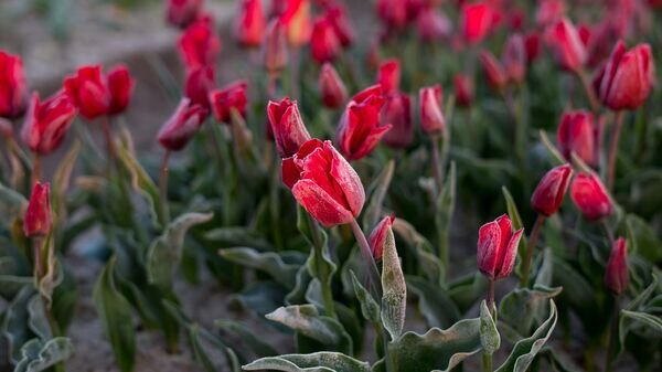    CC BY 2.0 / R Boed / Frosty Tulips at Sunrise