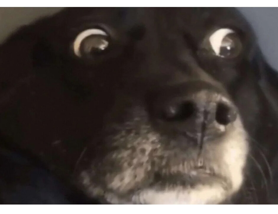 Моя интровертность в панике🤣