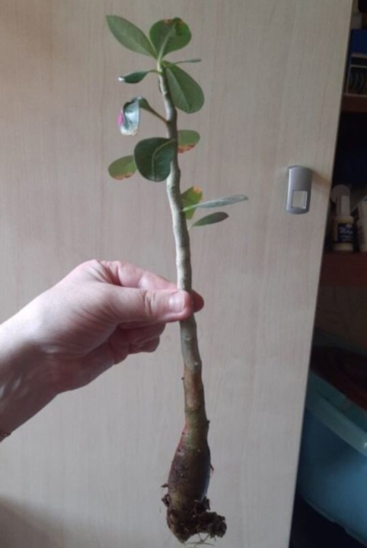 Нашла фото в интернете. Да простит меня владелец адениума))))