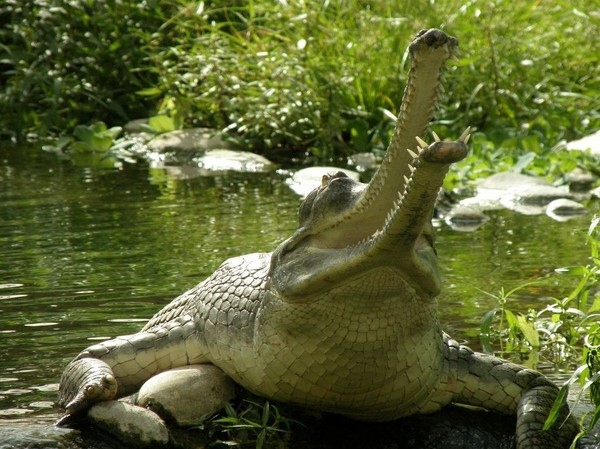 Источник: Картинки Яндекс 