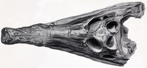 Источник: Картинки Яндекс 