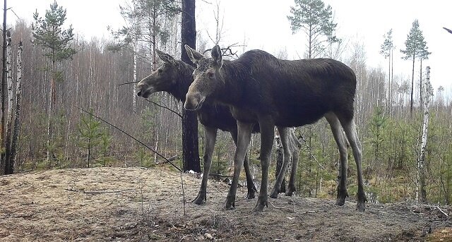    Хотя детеныш уже вырос и может жить самостоятельно, подросток остался с матерью еще на один год