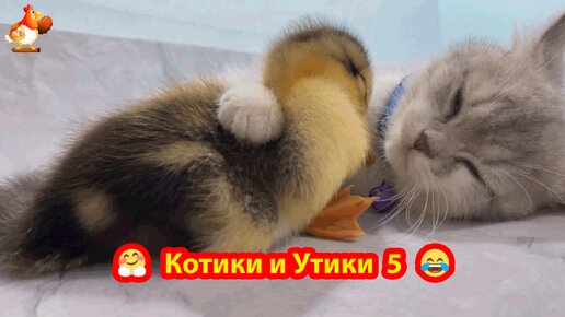 Котята и Утята видео 5