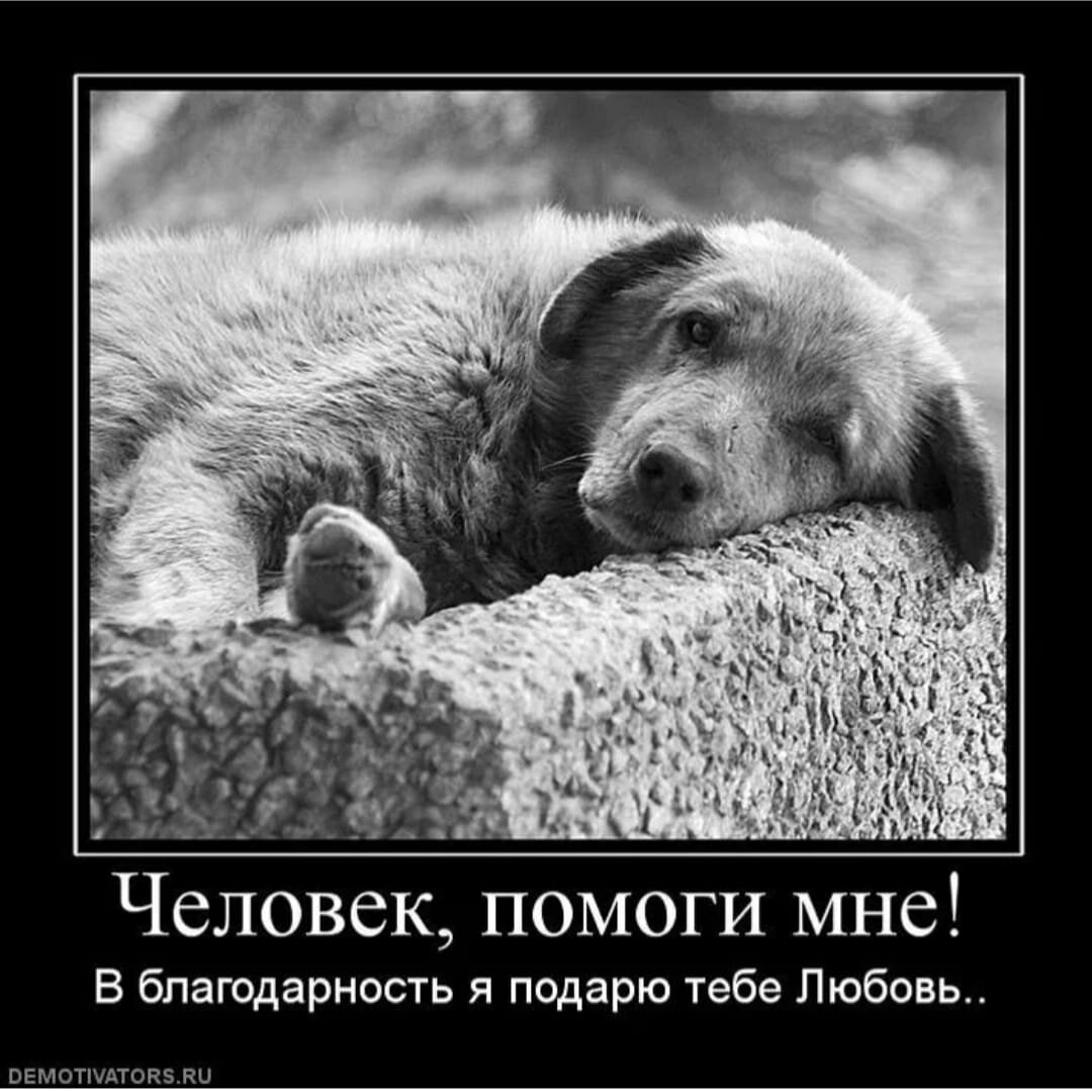 Бездомные животные до слез