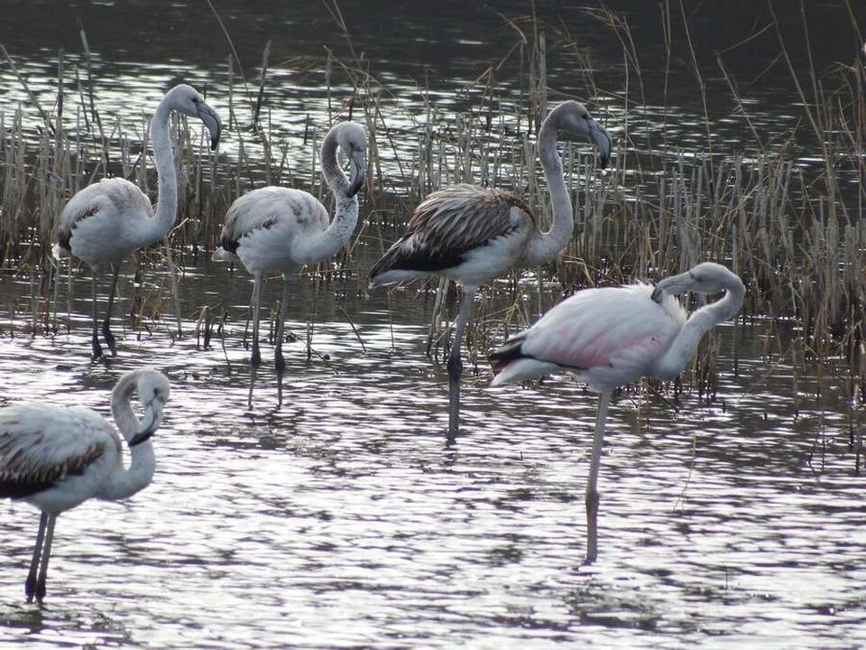 Самурский заповедник