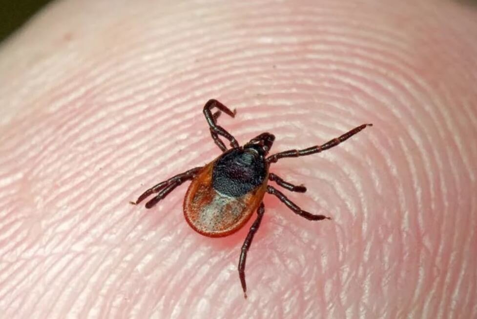 Клещ - это паукообразное. Обратите внимание - у него 8 лапок. Это его отличие от насекомых.