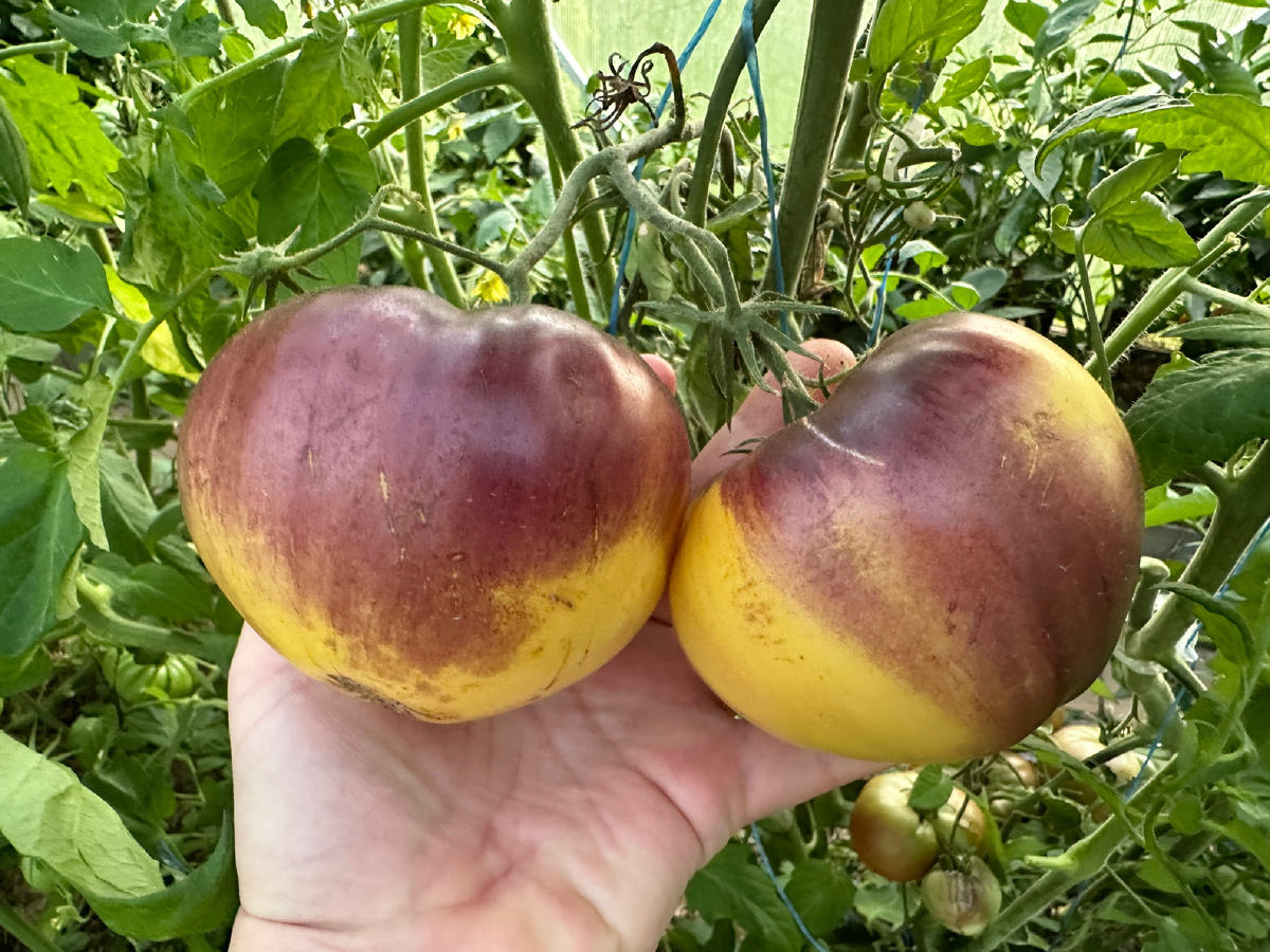 * колокольчики Sart Roloise