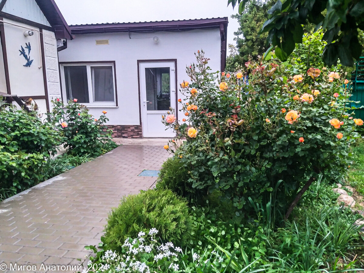 Слева на снимке Мамаша Че спускается по лесенке; справа наш великолепный куст розы Сахара; на переднем плане белый флокс растопыренный.