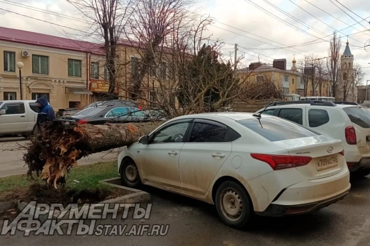    Зимой на машины свалилось дерево на благоустроенной улице Дзержинского в Ставрополе.