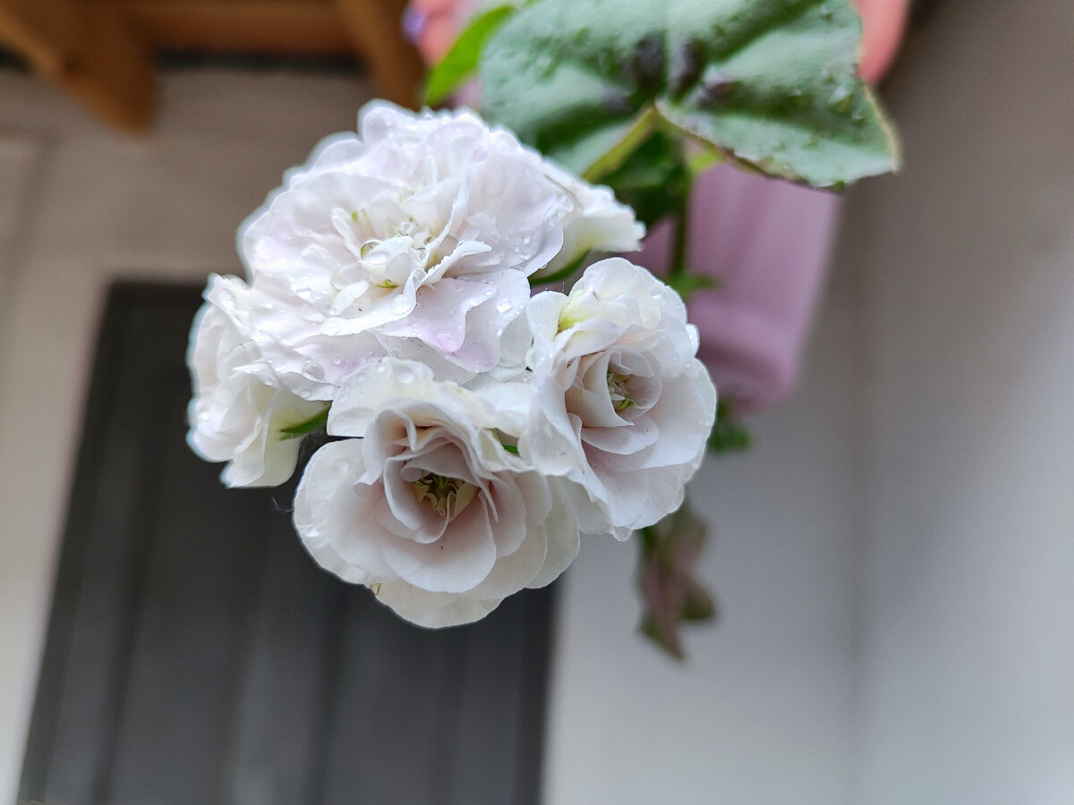Сегодня Ice rose