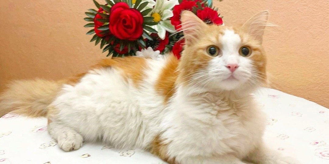 ❗ДОМА❗Тома бросили при переезде. 💔