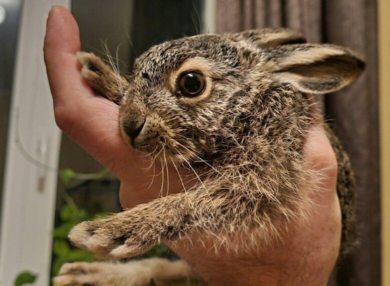                                                            Зайчата прибывают