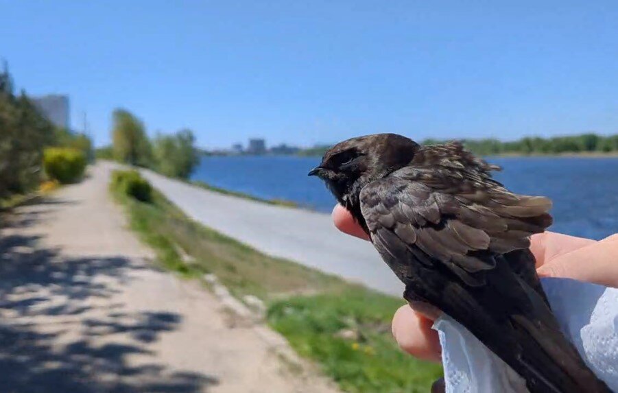                                                  Первый выпуск стрижа в этом году