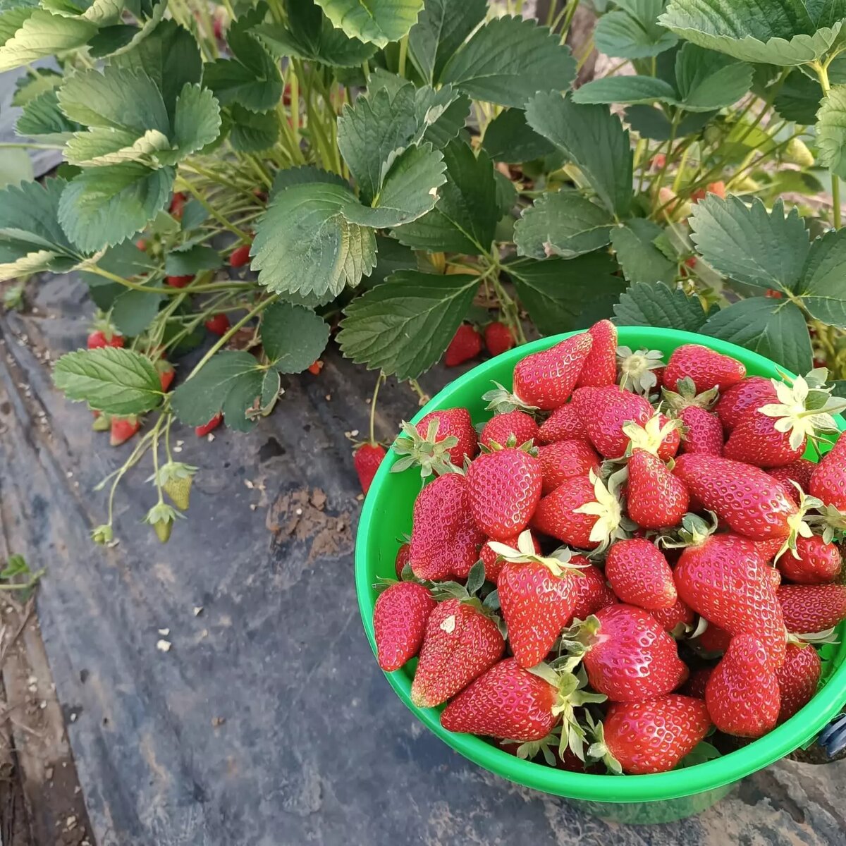     Автор: Оксана Фролова