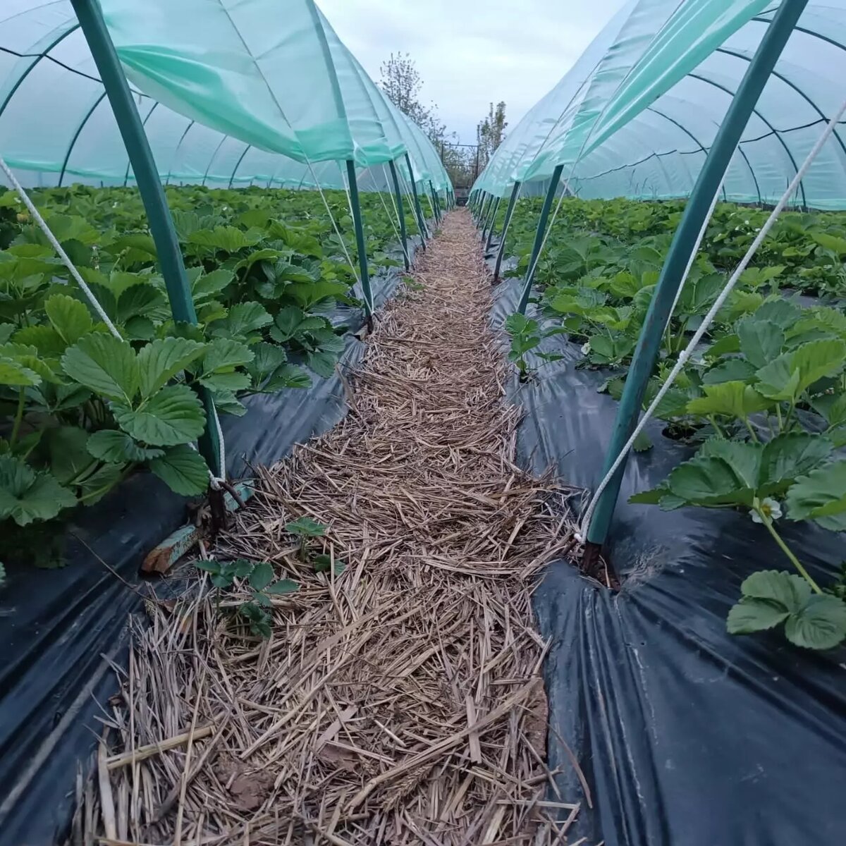     Автор: Оксана Фролова