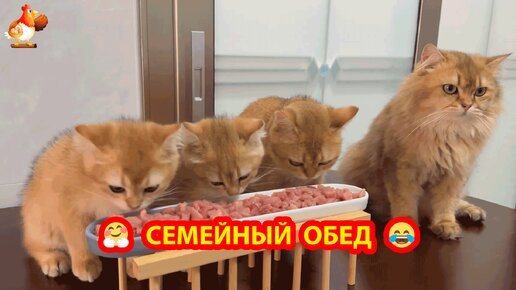 Семейный обед у Кошек 🥗🤗😂 Старшие уступают младшим и слабым 😮