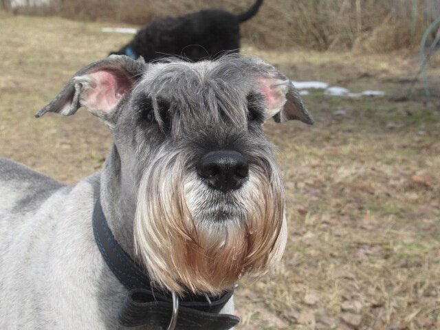 Гранд испод чёлки высматривает хозяев