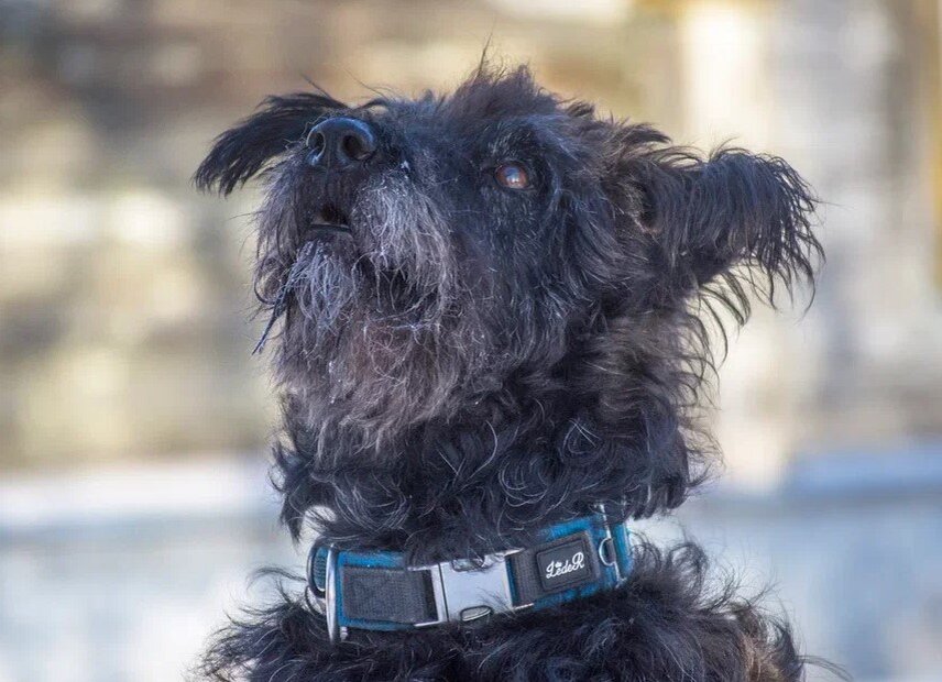 Королевишна ивановского рОзливу