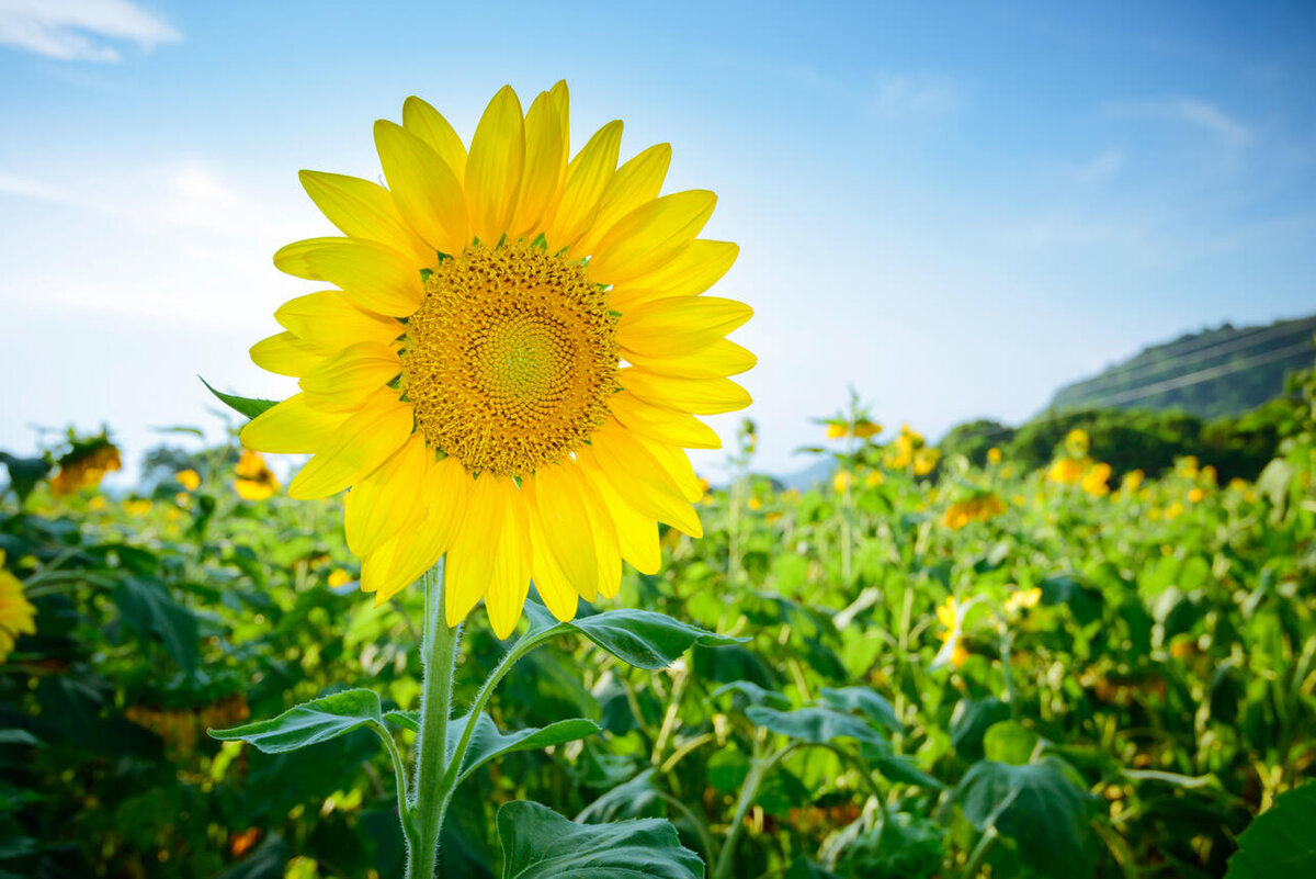    К чему снится подсолнух 123RF/legion-media.ru