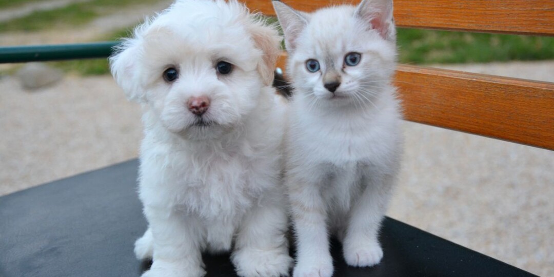 6 пород собак, которые удивительно похожи по повадкам на кошек