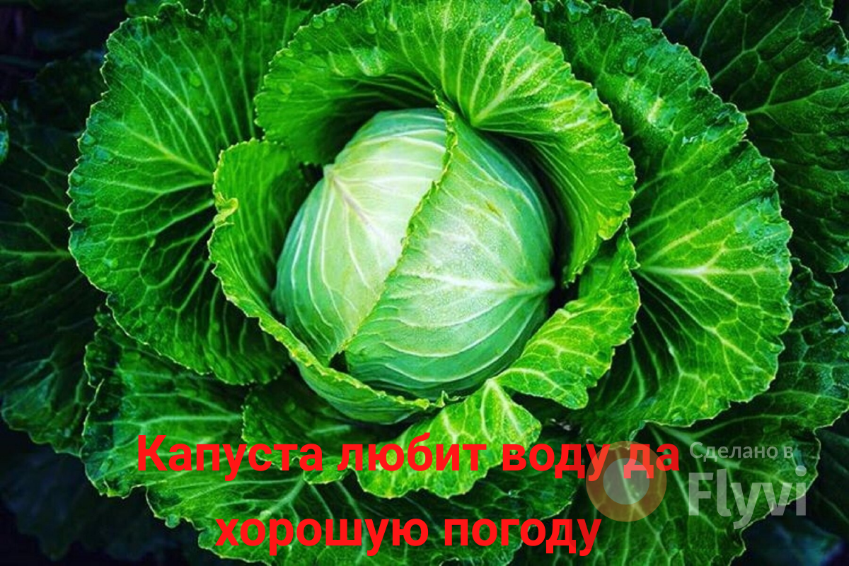 Капуста. Почему не вяжет кочаны, или всё о капризах любимицы ...