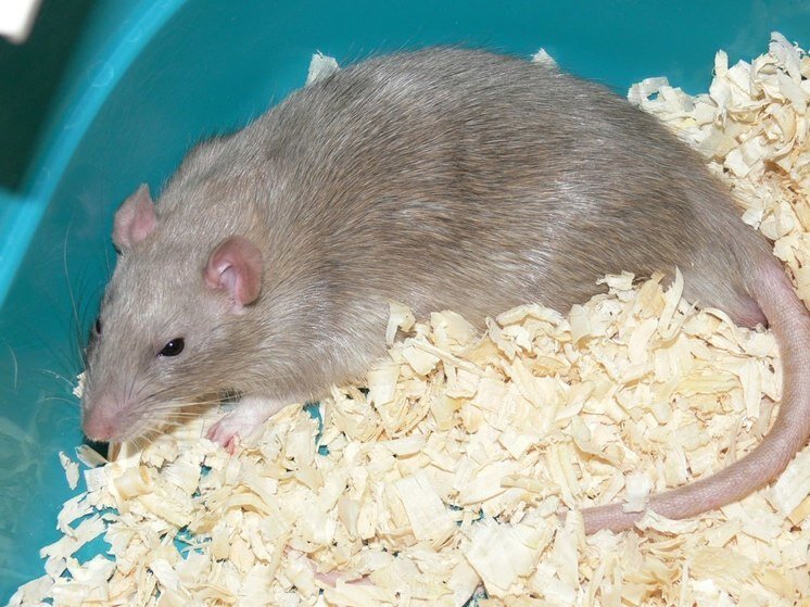     Гепатит передается через плохо приготовленное мясо, грязную воду. Фото: «МК в Питере»