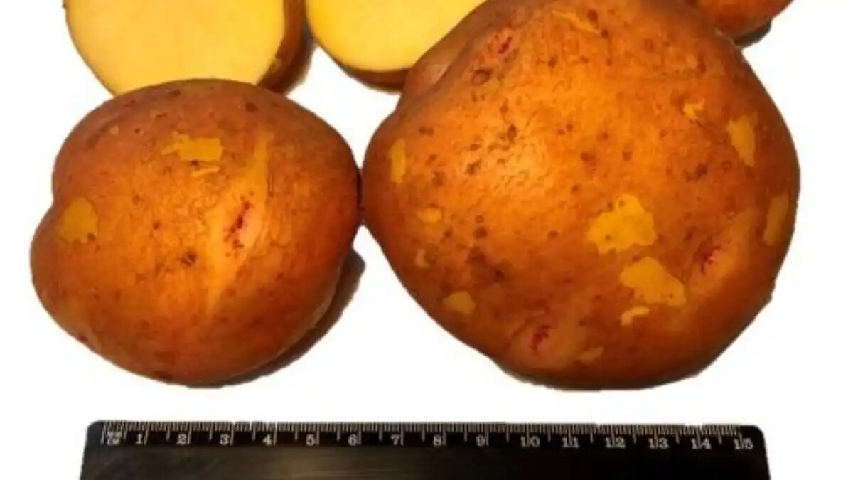 Фото:sibniirs.ru Сорт картофеля АЛКА