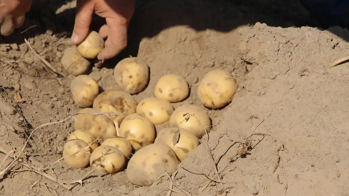 Фото:© Владимир Исаенко / Glavagronom.ru Сибирские ученые создают новые адаптивные сорта картофеля