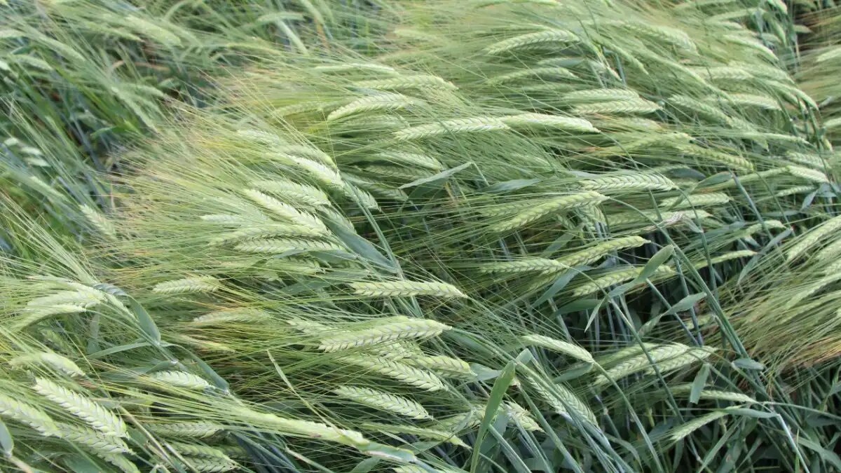 Фото:© Владимир Исаенко / Glavagronom.ru Ликвидацию зависимости от импорта семян пивоваренного ячменя могут включить в федеральную научно-техническую программу (ФНТП) развития сельского хозяйства