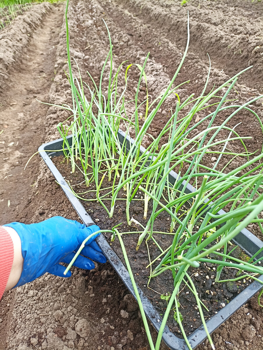 Этот я рассаживала