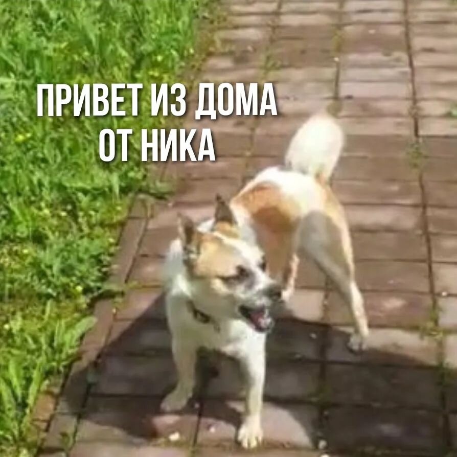 Домашний привет от Ника 🐕🐾, он москвич и его беды позади | Кураторы Света  и Мила помощь животным Ростов на Дону и область. | Дзен