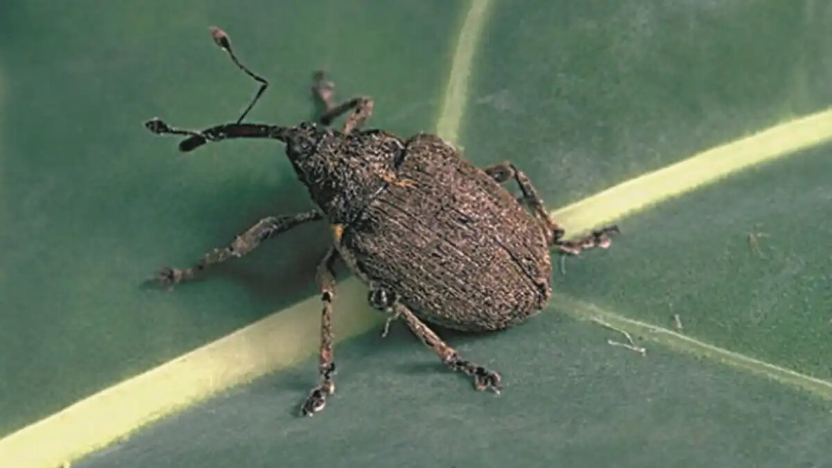 Фото:Bayer Science Crop Скрытнохоботник стеблевой рапсовый