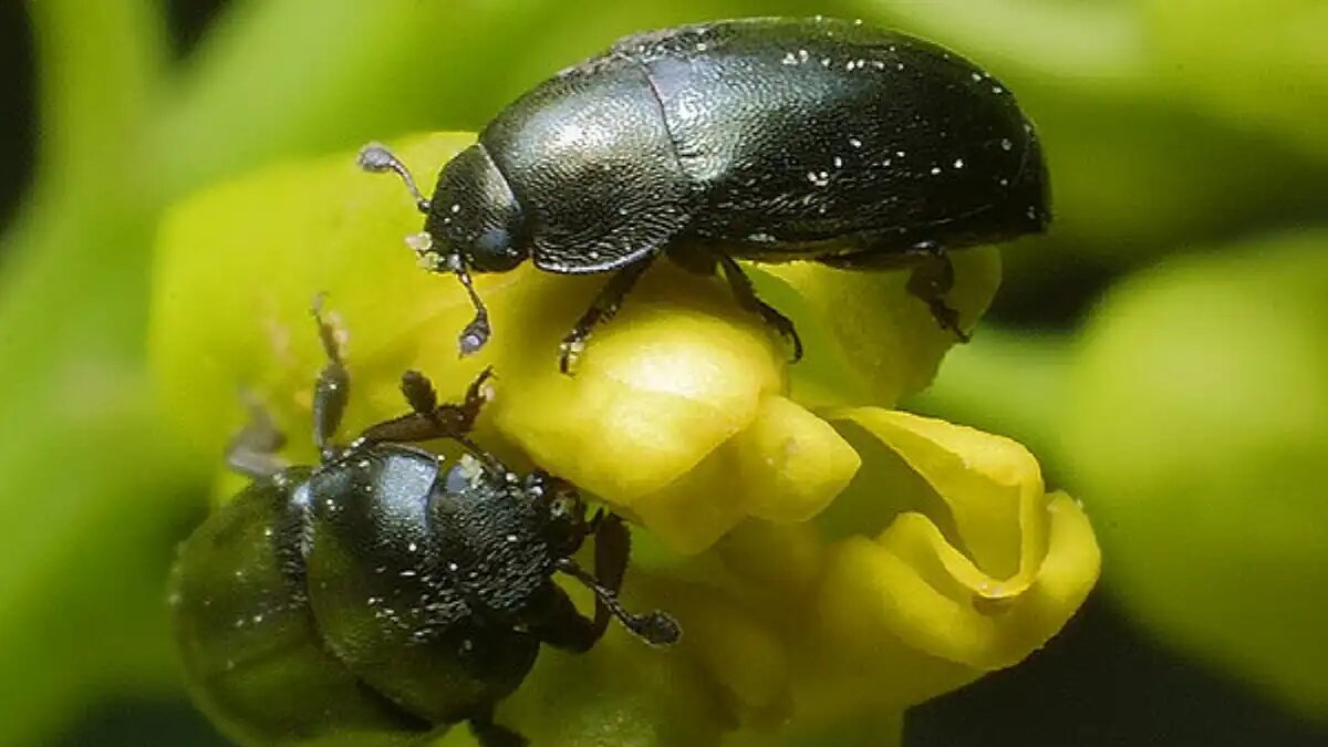 Фото:Щёлково Агрохим У рапсового цветоеда вредят жуки и личинки, поврежденные цветки опадают, бутоны засыхают, уменьшается количество стручков