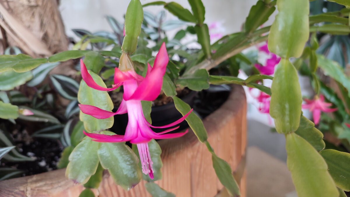 Оранжерея. Царицыно. Москва