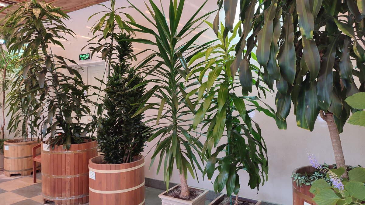 Оранжерея. Царицыно. Москва