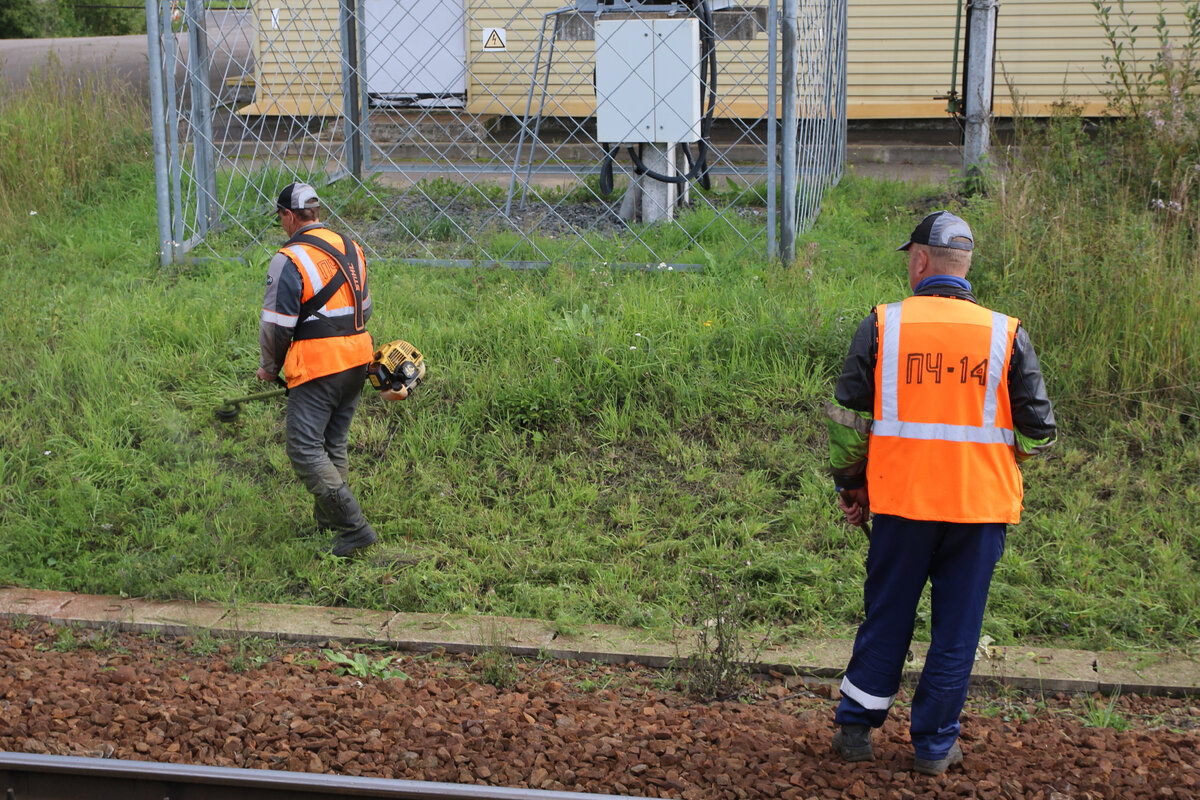 Траву косят там, где она никому не мешает. Maksim Konstantinov/Global Look Press 