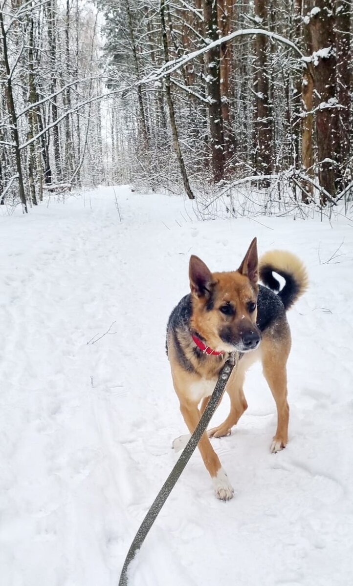 Боба живет в приюте сравнительно недавно, но успела покорить сердца всех.