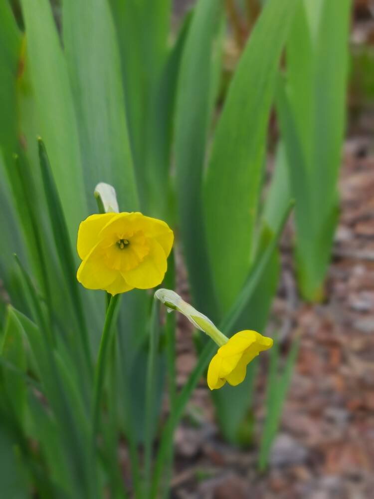 Нарциссы в моем саду