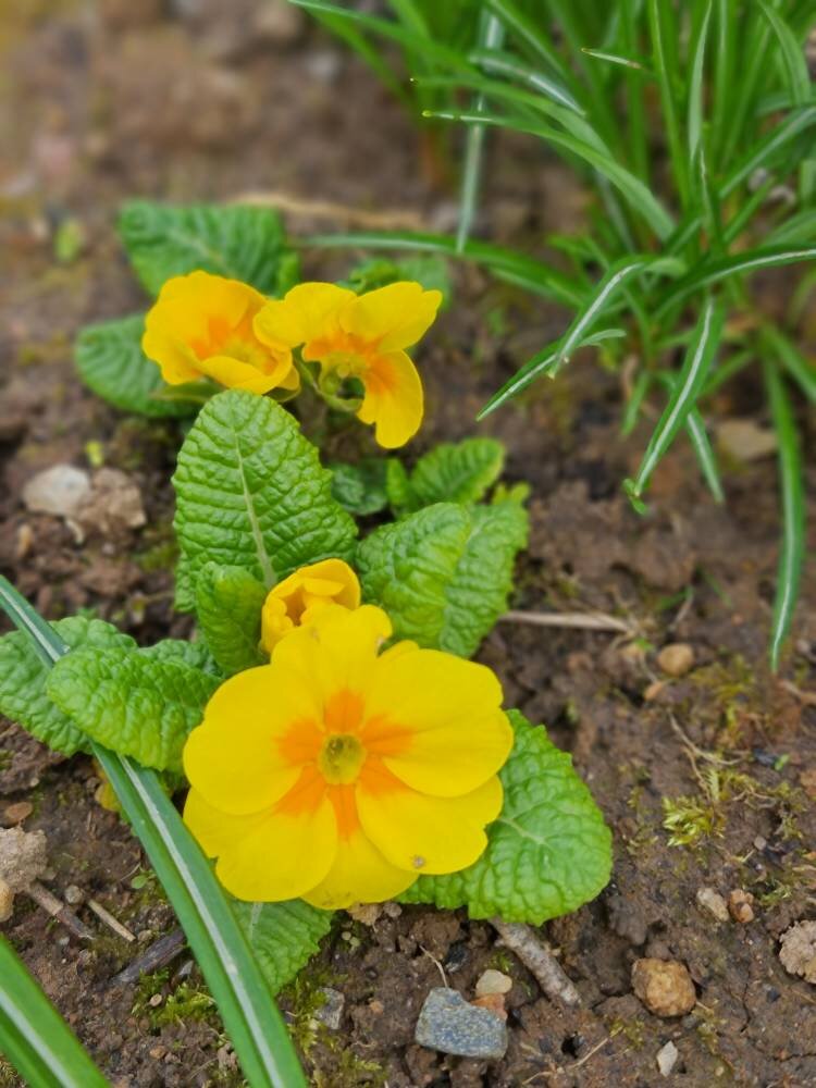 Различные примулы на моем участке
