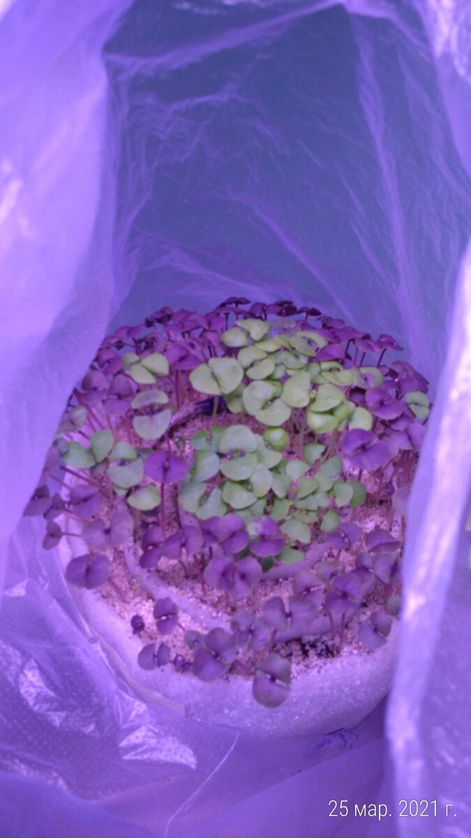 В улитке зелёный и фиолетовый базилик в 2021